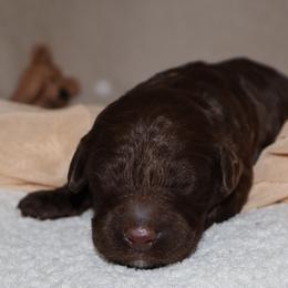 Scrumdiddlyumptious - Brown male Bernedoodle puppy in Ohio from Moore Doodles