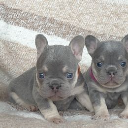 French Bulldogs from Pnwfrenchbulldogs