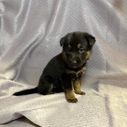 Sena - Black and tan female German Shepherd puppy in Greenwood, Arkansas from West Haus Shepherds