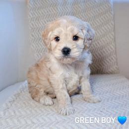 Green Boy - Cream male Goldendoodle puppy in Rochester, New York from Sandy Creek Doodles
