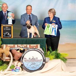 Golden Retriever and Pug Puppies from Copperfield’s Goldens
