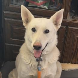 Serena - German Shepherd