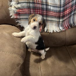Beagles, Cavalier King Charles Spaniels, and Maltipoos from Linda's Puppies