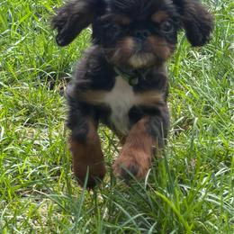 Peter - Black and tan male English Toy Spaniel puppy in Pennsylvania from Enchanting Charlies