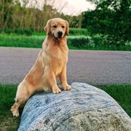 Golden Retrievers from Mark Get Set Goldens