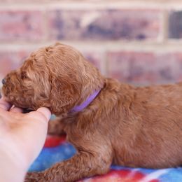Poodle Puppies from Moss’ Poodles