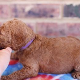 Poodle Puppies from Moss’ Poodles