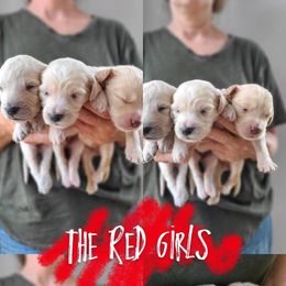 3rd pick spot of red team - Cream female Goldendoodle puppy in Wagener, South Carolina from Noble Friend Breeders LLC