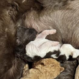 Parti boy - male Golden Mountain Doodle puppy in Blue Springs, Missouri from Jeanie’s Doodles