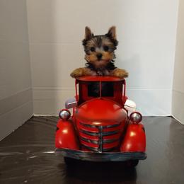 Yorkshire Terrier Puppies from Luvayorkie&more