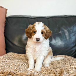 Crispy - Parti male Goldendoodle puppy in Moses Lake, Washington from Macy Meadows Doodles