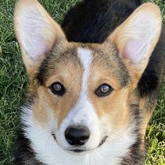 Pembroke Welsh Corgis from SS Texas Corgis
