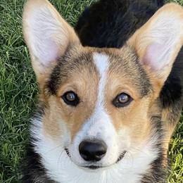 Pembroke Welsh Corgis from SS Texas Corgis