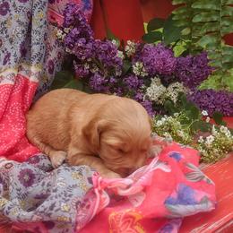 Girl 1 - Golden Retriever puppy in Grand Meadow, Minnesota from Root River Retrievers