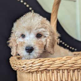 Apricot male (orange) - Apricot male Poodle puppy in Lumberton, Texas from Topline Poodles