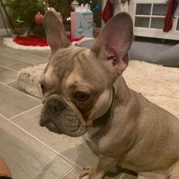 French Bulldog All Grown Up from Besters Frenchies