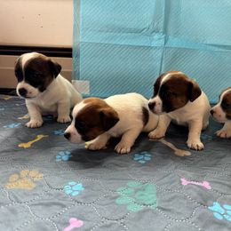 Jack Russell Terrier Puppies from Maestro Jacks