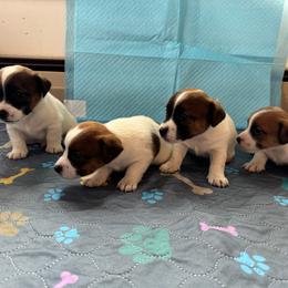 Jack Russell Terrier Puppies from Maestro Jacks