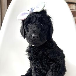 Vixen - Black female Goldendoodle puppy in Pulaski, Tennessee from Doodle My Heart