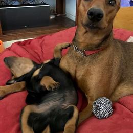 German Pinscher Puppies from LinDee Kennel