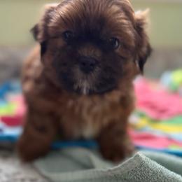 Brock - Red male Shih Tzu puppy in Stafford, Virginia from Bayview Pups