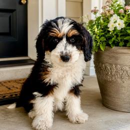 Opal - white collar girl - Tri-color female Bernedoodle puppy in Highland, Utah from Angel Pups Deluxe