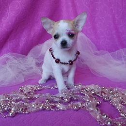 Sapphire - Blue and tan female Chihuahua puppy in Bois D Arc, Missouri from Carsten's Chihuahuas