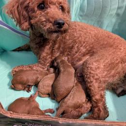 Poodle puppies from Sweet Dream Poodles