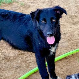 Sage - Black & white female Australian Shepherd puppy in Mineral Wells, Texas from A6 Australian Shepards