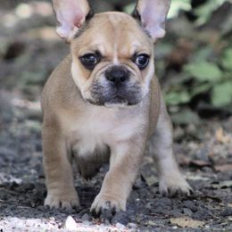 French Bulldog Puppies from Creme De La Creme Frenchies