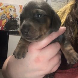 Dachshund Puppies from Thedachhouse