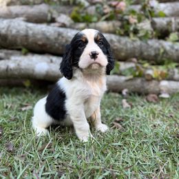 Ruger - Black white and tan male English Springer Spaniel puppy in Comer, Georgia from Stratton Spaniels
