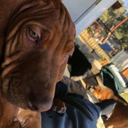 Rhodesian Ridgeback All Grown Up from Haley Gross's Rhodesian Ridgebacks