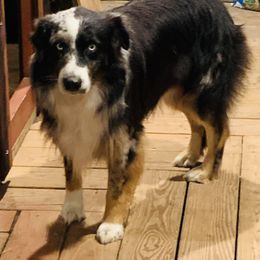 Rip - Australian Shepherd