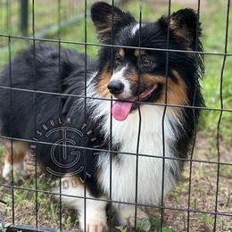Po - Pembroke Welsh Corgi