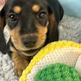 Piper.   2700.00 - Black and cream female Dachshund puppy in Oscoda, Michigan from Northland Dachshunds