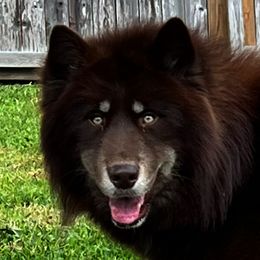 Tadashi  - Siberian Husky