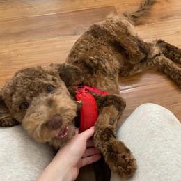 Aiko (READ DESC BEFORE CONTACT) - Chocolate male Goldendoodle puppy in Philadelphia, Pennsylvania from Jah’s Retrievers