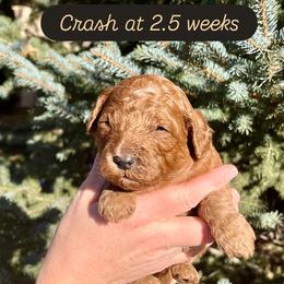 Crash - Red  male Goldendoodle puppy in Sugar City, Idaho from Idaho Sugar Doodle Pups