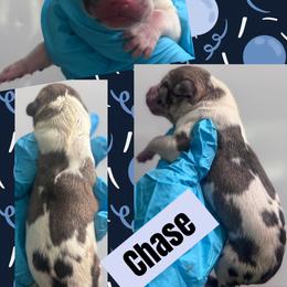 CHASE - Harlequin male Great Dane puppy in Wellsville, New York from Prophecy Danes