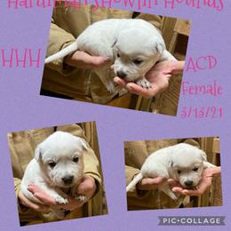 Australian Cattle Dog and Bloodhound Puppies from Hardiman’s Howlin’ Hounds/Sandi Hardiman