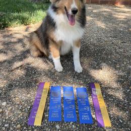 Shetland Sheepdog Puppies from Southern Charm Sheltie’s