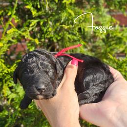 Boy 3 - male Newfypoo puppy in Hardin, Kentucky from Bluegrass Newfypoos