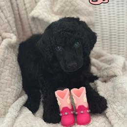 Cassidy - Black female Poodle puppy in Dayton, Texas from Wolfe Island Poodles