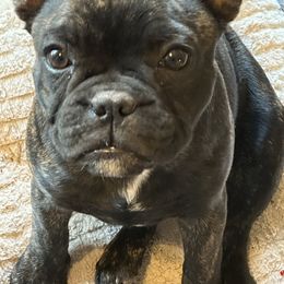 French Bulldog Puppies from Herell's French Bulldogs