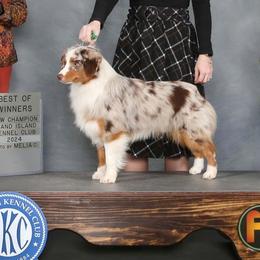 Replay - Miniature American Shepherd