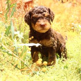 Reese - Red phantom male Aussiedoodle puppy in Apache Junction, Arizona from Loving Doodle