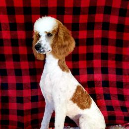 Vickie - Poodle