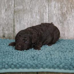 Brown boy 2 - Brown male Lagotto Romagnolo puppy in Lake City, Michigan from Michigan Lagotto