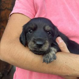 Cinder - Black and cream male Dachshund puppy in Rogue River, Oregon from Bear Feet Dachshunds